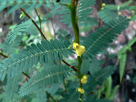 {Chamaecrista nictitans}